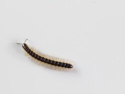 Millipede Stock Footage