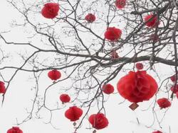 LA MS Chinese Lantern Festival celebrations on tree/xian,shaanxi,china Stock Footage