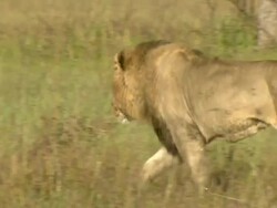 MS TS Lion walking through floodplain grassland / Okavango Delta, North West District, Botswana Stock Footage