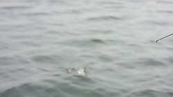 Fishing out on a lake during vacation Stock Footage