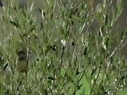 CU Shot of branches of olive tree swaying in wind in Moroccan countryside just outside of Fez and small Thrush (bird) onto one of branches / Fez, Fes-Boulemane, Morocco Stock Footage