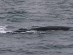 MS View of Blue Whale swimming in water / Svalbard, Spitsbergen, Norway Stock Footage