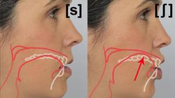 How to Pronounce S [s] vs. SH [_] - American English Instructional Video