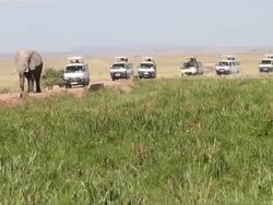 MS ZO Huge elephant bull walking in front of several safari busses and other elephants eating swamp grass in amboseli national park AUDIO / Amboseli, Rift Valley, Kenya Stock Footage