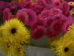 Close up and slow tilt up to rows of various flowers. Stock Footage