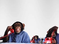 Monkey Service Department Stock Footage