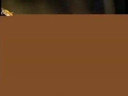 CU Orange Army Ants (Eciton sp) travelling up stick, forming bridge Stock Footage