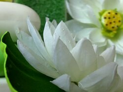 The beauty soaps Stock Footage