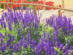 Lavender and Red Flowers Blossom Stock Footage