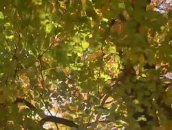 HD CRANE: Nature in autumn Stock Footage