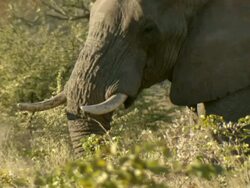 MS Elephant standing and grazing on dried vegetation / Okavango Delta, North West District, Botswana Stock Footage
