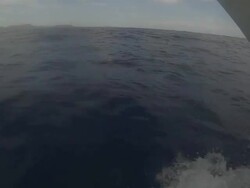 Dolphins Stock Footage