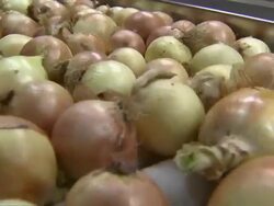 Close up of onions moving along a conveyor belt in the packing plant. Stock Footage