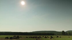 Buffalo herd in field Stock Footage