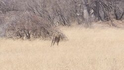 Cheetah walking in Hwange National Park News Clip