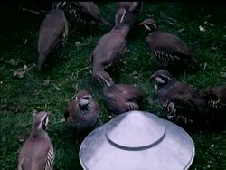 GAME FAIR- COLOUR News Clip