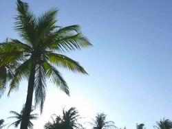 Palm tree on blue sky Stock Footage