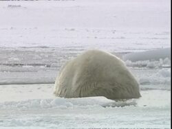 Polar bear (Ursus maritimus) in shallow icy water, near Churchill, Manitoba, Canada Stock Footage
