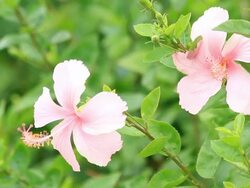 hibiscus flowers Stock Footage