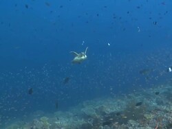 Hawksbill Turtle (Eretmochelys imbricata) swims to camera, surrounded by reef fish, Baa Atoll, The Maldives Stock Footage