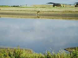 Containment pond of Manure and waste run off from high density feed lot Stock Footage