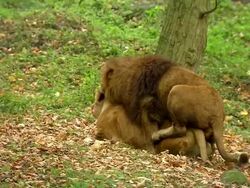 TS WS African Lions mating / Knowsley Safari Park, Merseyside, UK Stock Footage