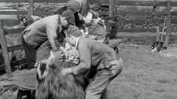 MONTAGE Farmers herding sheep and sheering them / United Kingdom Stock Footage