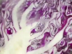 Rinsing Red cabbage : HD Slow motion Stock Footage