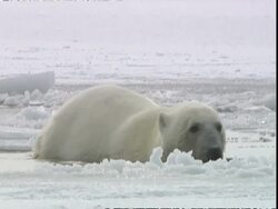 Polar bear (Ursus maritimus) hauls out of ice hole, tripping slightly, near Churchill, Manitoba, Canada Stock Footage