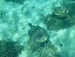 HD video green sea turtle swims over coal reef Madagascar Stock Footage