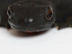 Newt Face Close Up Video with Copy Space Stock Footage
