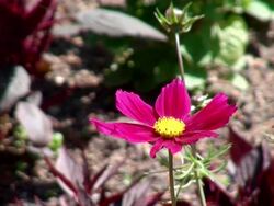 CU Pink cosmea flower waving in wind / Koblenz, Rhineland-Palatinate, Germany Stock Footage