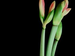 Amaryllis Blooming Stock Footage
