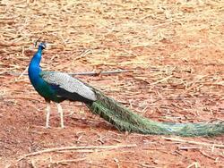 Peacock Stock Footage
