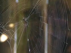 Spider Web Flexing in the Breeze Closeup Stock Footage