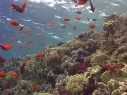 Coral Reef Stock Footage
