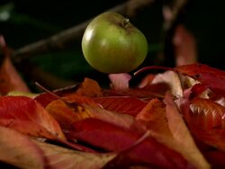 High speed Green apple falls on Autumn leaves Stock Footage
