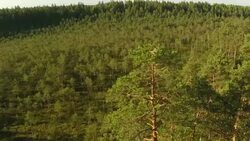 European honey buzzard Stock Footage