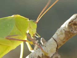 Katydid Bug Stock Footage