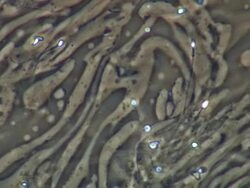 Human sperm, single sperm swimming through still-moving ejaculate, others inactive Stock Footage