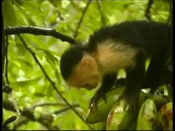 Young Whitefaced Capuchin, Cebus capucinus, in a tree getting a banana, CU, Panama, Central America Stock Footage
