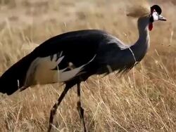 Crowned Crane Stock Footage