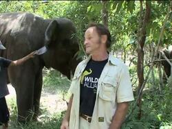 Protecting Cambodia's declining elephant population News Clip