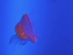 Jellyfishes Stock Footage