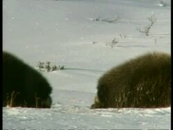 MS pair of male Musk Oxen, Ovibos moschatus, rutting, Arctic Circle Stock Footage