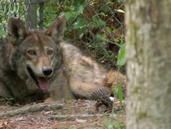 MS PAN Shot of wolf pants in corner of fence in area / Aligator River Refuge, North Carolina, United States Stock Footage