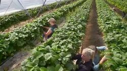 Female farm workers pick strawberries from raised beds in modern farming poly tunnel. Stock Footage