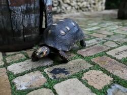 MS TS Tortoise walking on brick pathway / Speightstown, St. Peter, Barbados Stock Footage