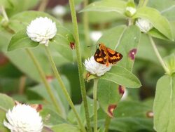 Butterfly Stock Footage