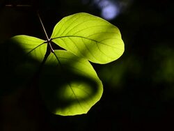 HD:Green leaves Nature background leaf with light at sunshine time Stock Footage